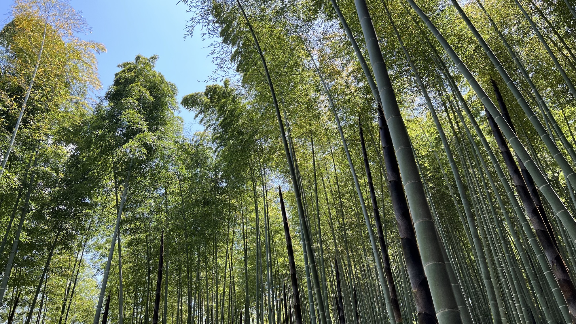 Bamboo forest