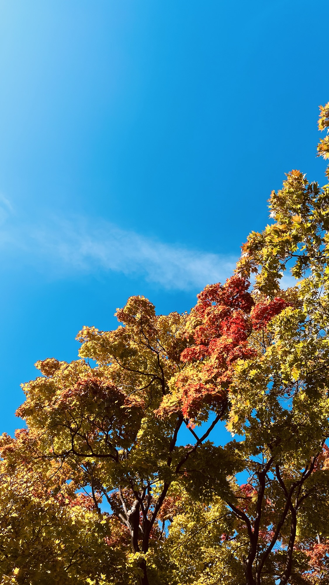 Autumn sky